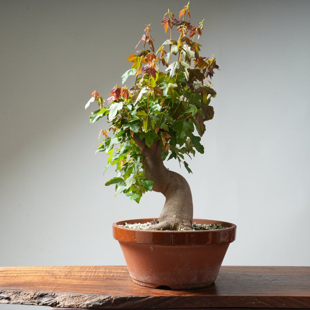 Trident Maple Pre - Bonsai 356 - Bonsaify