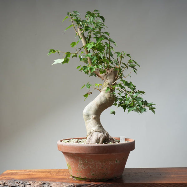Trident Maple Pre - Bonsai 478 - Bonsaify