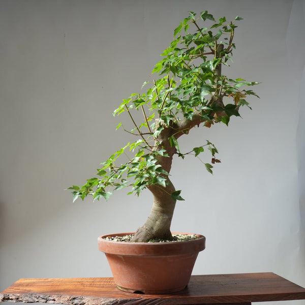 Trident Maple Pre - Bonsai 478 - Bonsaify