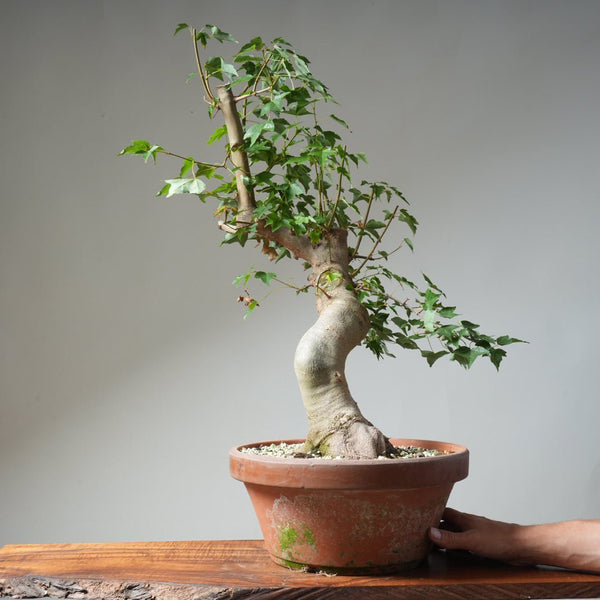 Trident Maple Pre - Bonsai 478 - Bonsaify