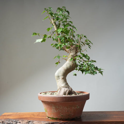 Trident Maple Pre - Bonsai 478 - Bonsaify