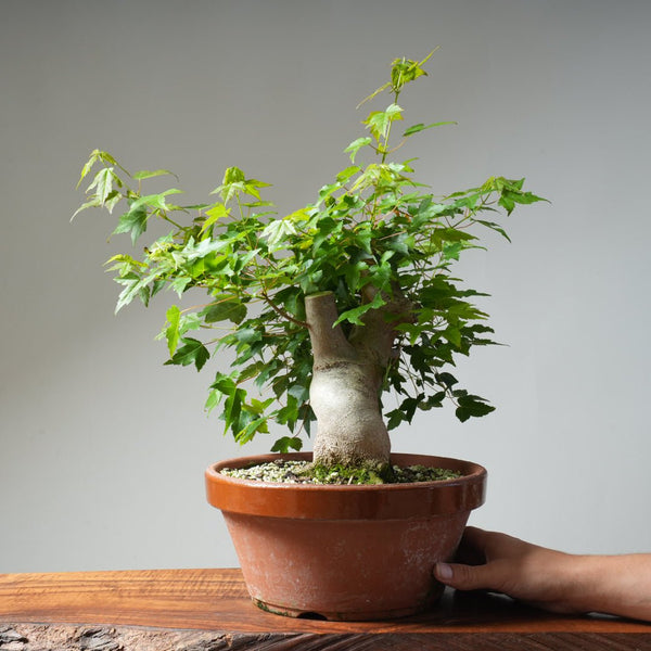 Trident Maple Pre - Bonsai 479 - Bonsaify