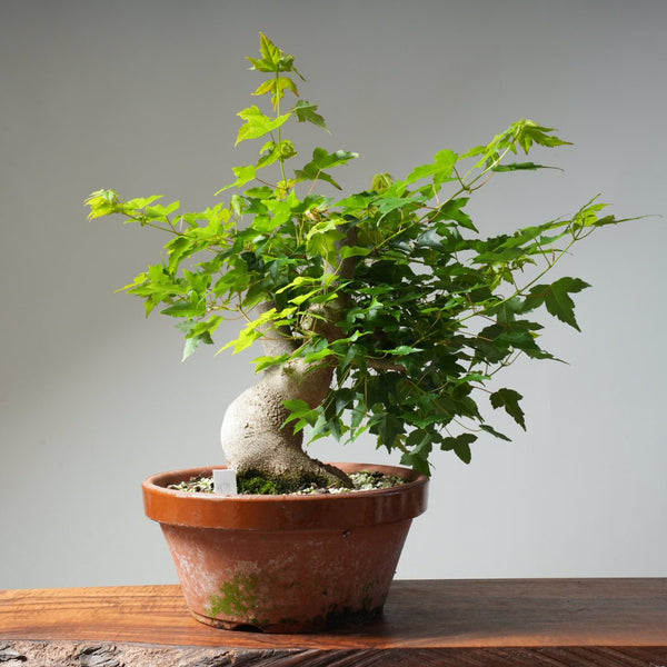 Trident Maple Pre - Bonsai 479 - Bonsaify