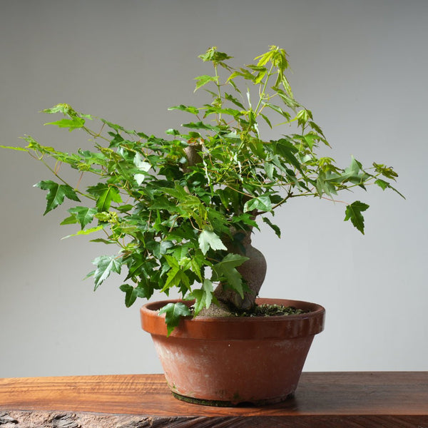 Trident Maple Pre - Bonsai 479 - Bonsaify
