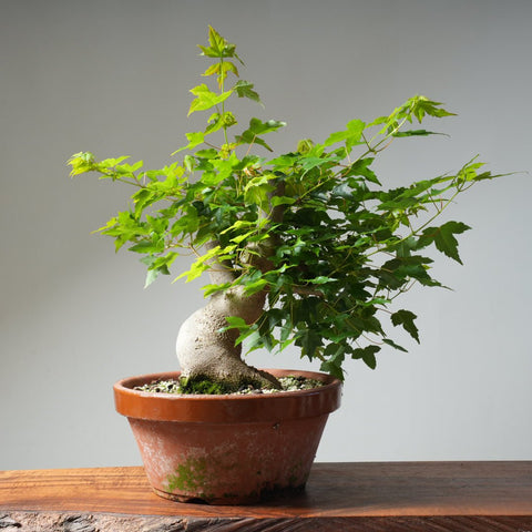 Trident Maple Pre - Bonsai 479 - Bonsaify