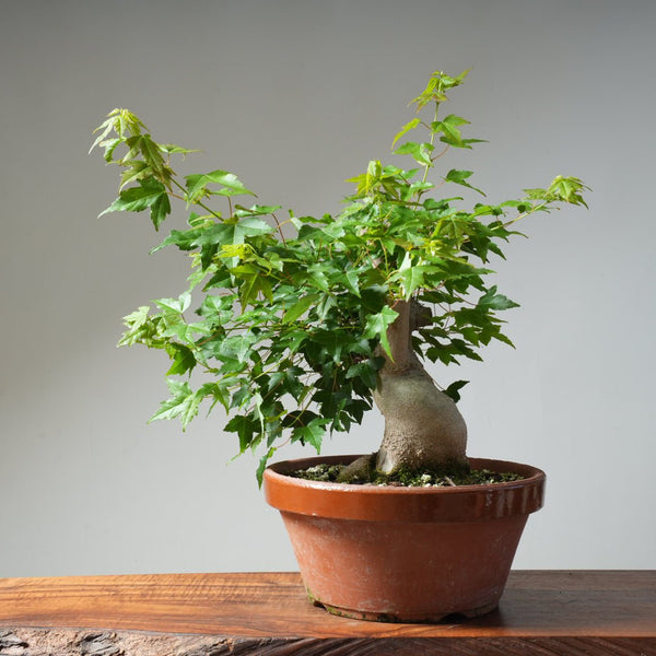 Trident Maple Pre - Bonsai 479 - Bonsaify