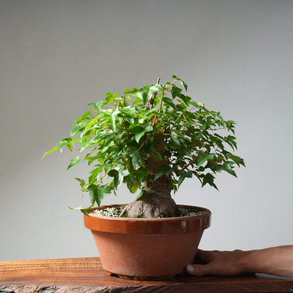 Trident Maple Pre - Bonsai 480 - Bonsaify