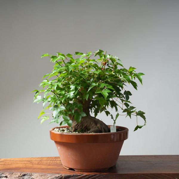 Trident Maple Pre - Bonsai 480 - Bonsaify