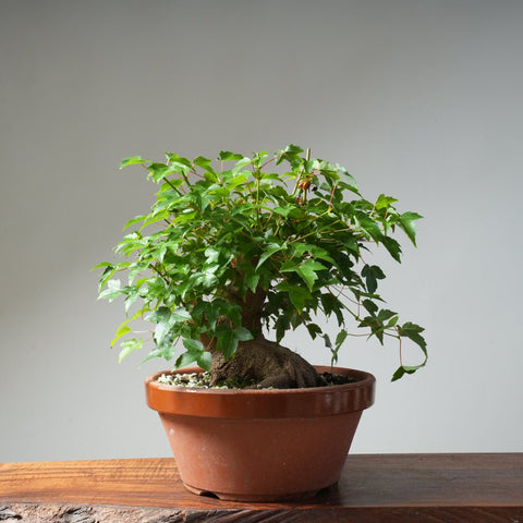Trident Maple Pre - Bonsai 480 - Bonsaify