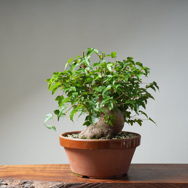 Trident Maple Pre - Bonsai 480 - Bonsaify