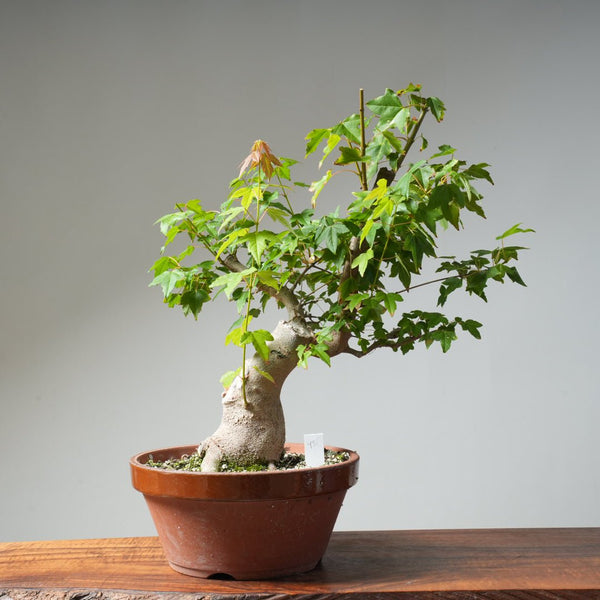 Trident Maple Pre - Bonsai 481 - Bonsaify