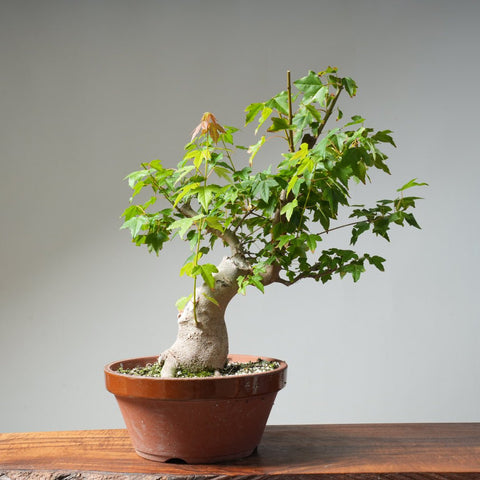Trident Maple Pre - Bonsai 481 - Bonsaify