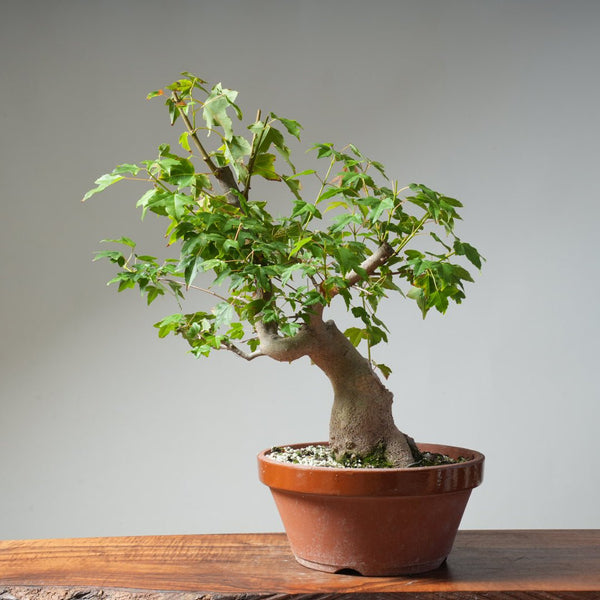 Trident Maple Pre - Bonsai 481 - Bonsaify