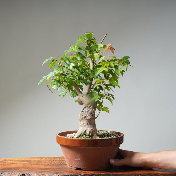 Trident Maple Pre - Bonsai 481 - Bonsaify