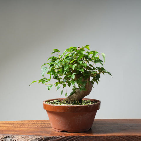 Trident Maple Pre - Bonsai 482 - Bonsaify