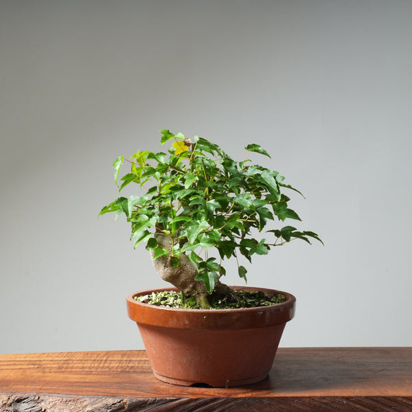 Trident Maple Pre - Bonsai 482 - Bonsaify