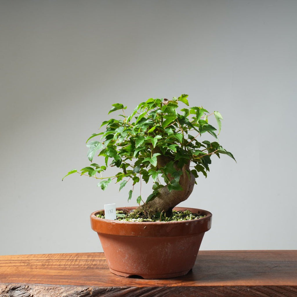 Trident Maple Pre - Bonsai 482 - Bonsaify