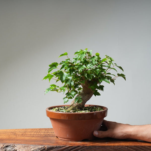 Trident Maple Pre - Bonsai 482 - Bonsaify