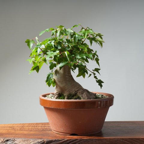 Trident Maple Pre - Bonsai 483 - Bonsaify