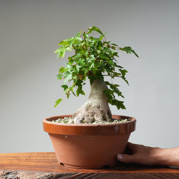 Trident Maple Pre - Bonsai 483 - Bonsaify