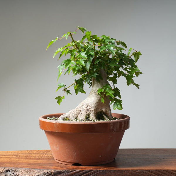 Trident Maple Pre - Bonsai 483 - Bonsaify