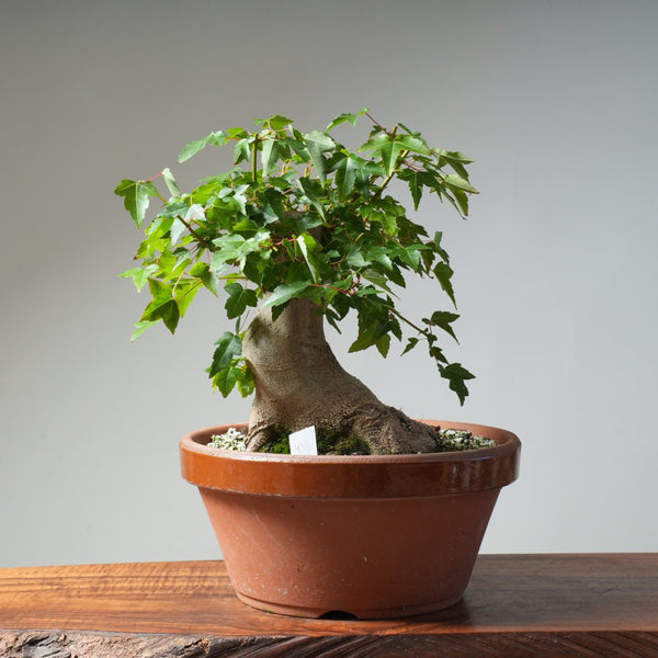Trident Maple Pre - Bonsai 483 - Bonsaify