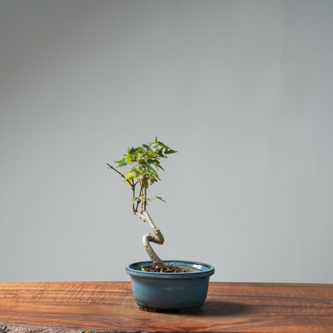 Trident Maple Pre - Bonsai 644 - Bonsaify