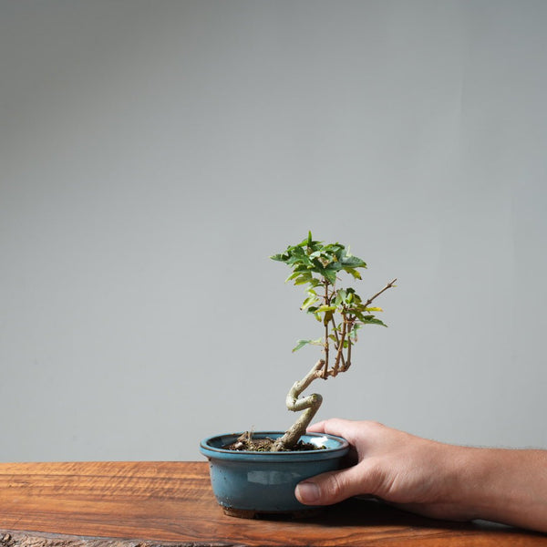 Trident Maple Pre - Bonsai 644 - Bonsaify