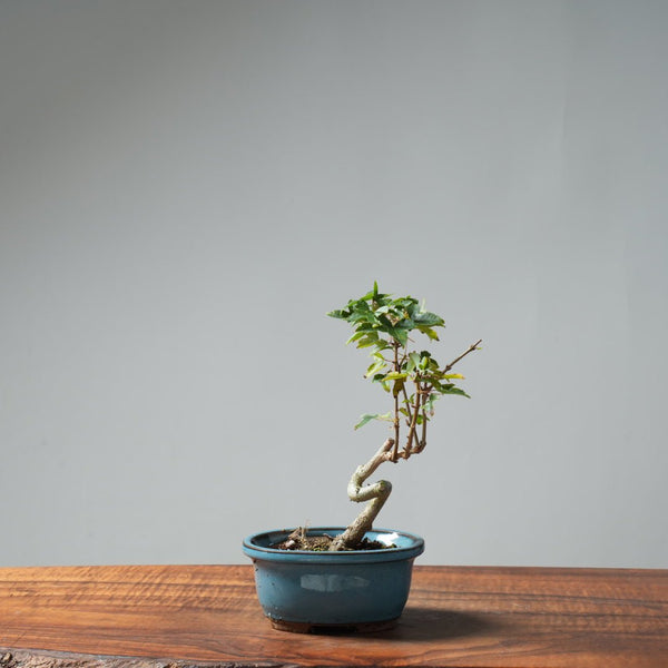 Trident Maple Pre - Bonsai 644 - Bonsaify