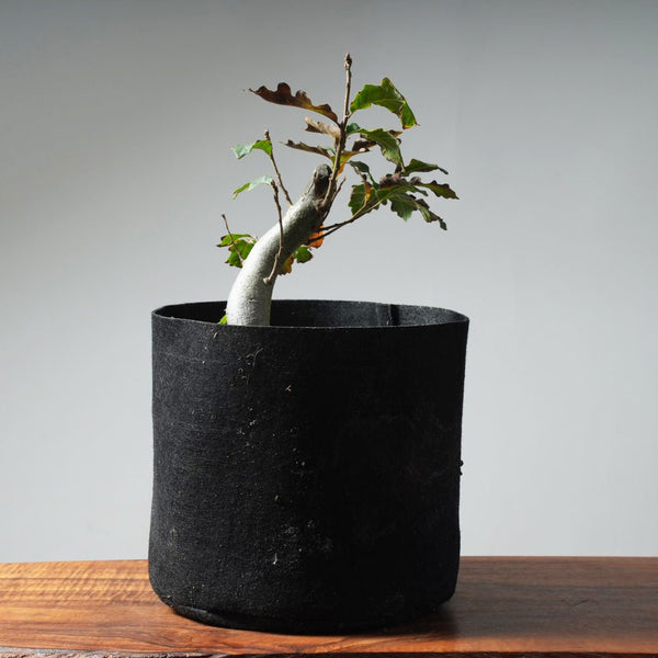 Valley Oak 632 - Bonsaify