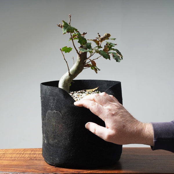 Valley Oak 632 - Bonsaify