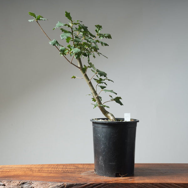 Valley Oak Bonsai 474 - Bonsaify