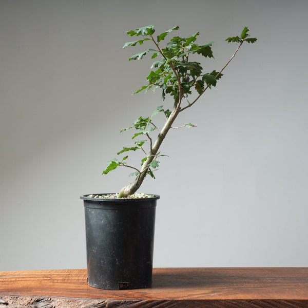Valley Oak Bonsai 474 - Bonsaify