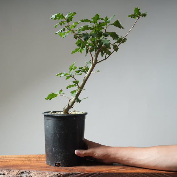 Valley Oak Bonsai 474 - Bonsaify