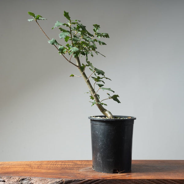 Valley Oak Bonsai 474 - Bonsaify