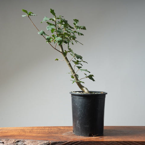 Valley Oak Bonsai 474 - Bonsaify