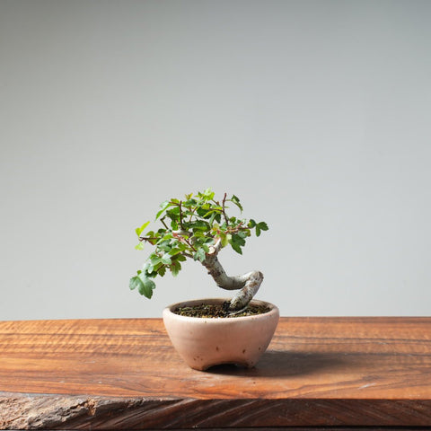 Washington Hawthorn Bonsai 462 - Bonsaify