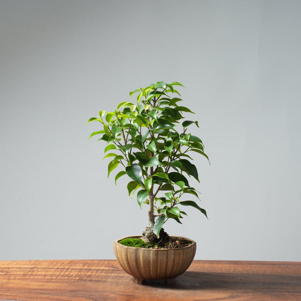 Weeping Fig Bonsai 632 - Bonsaify