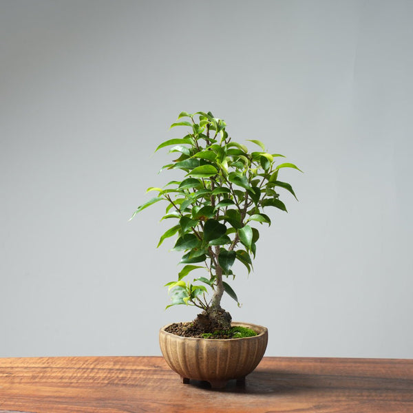 Weeping Fig Bonsai 632 - Bonsaify