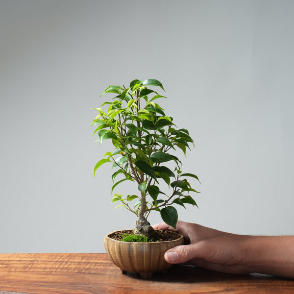 Weeping Fig Bonsai 632 - Bonsaify