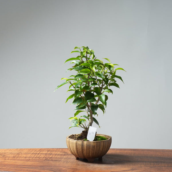 Weeping Fig Bonsai 632 - Bonsaify