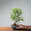 Weeping Fig Bonsai 633 - Bonsaify