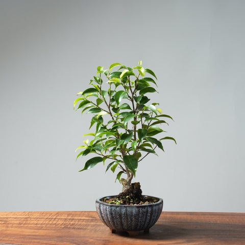 Weeping Fig Bonsai 633 - Bonsaify