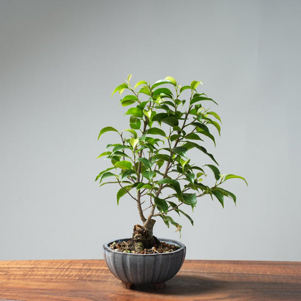 Weeping Fig Bonsai 633 - Bonsaify