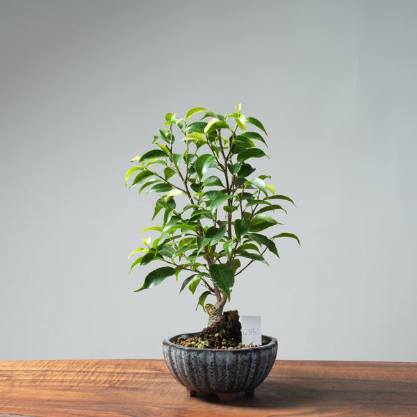 Weeping Fig Bonsai 633 - Bonsaify