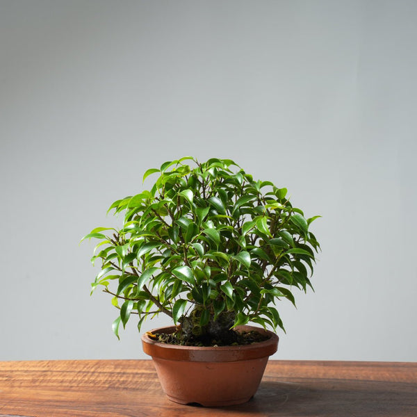 Weeping Fig Bonsai 634 - Bonsaify