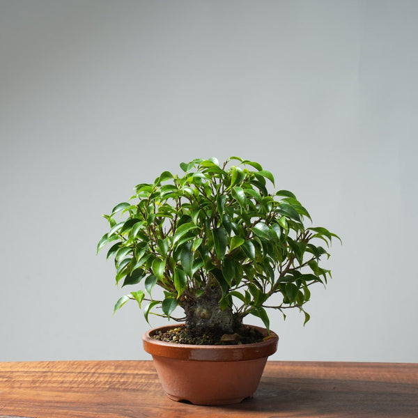 Weeping Fig Bonsai 634 - Bonsaify