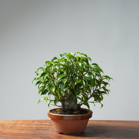 Weeping Fig Bonsai 634 - Bonsaify