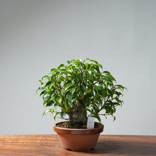 Weeping Fig Bonsai 634 - Bonsaify
