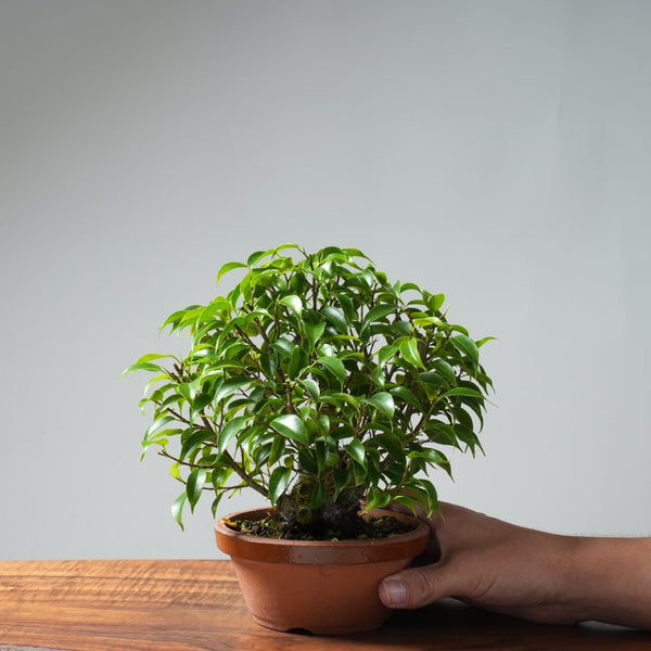Weeping Fig Bonsai 634 - Bonsaify